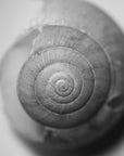 Monochromatic photograph of an empty tiny garden snail shell.