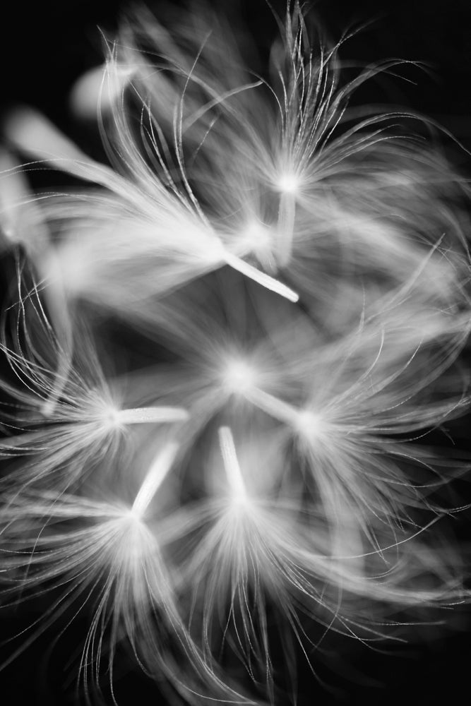 A black and white photo of dandelion seeds captured in mid-flight.