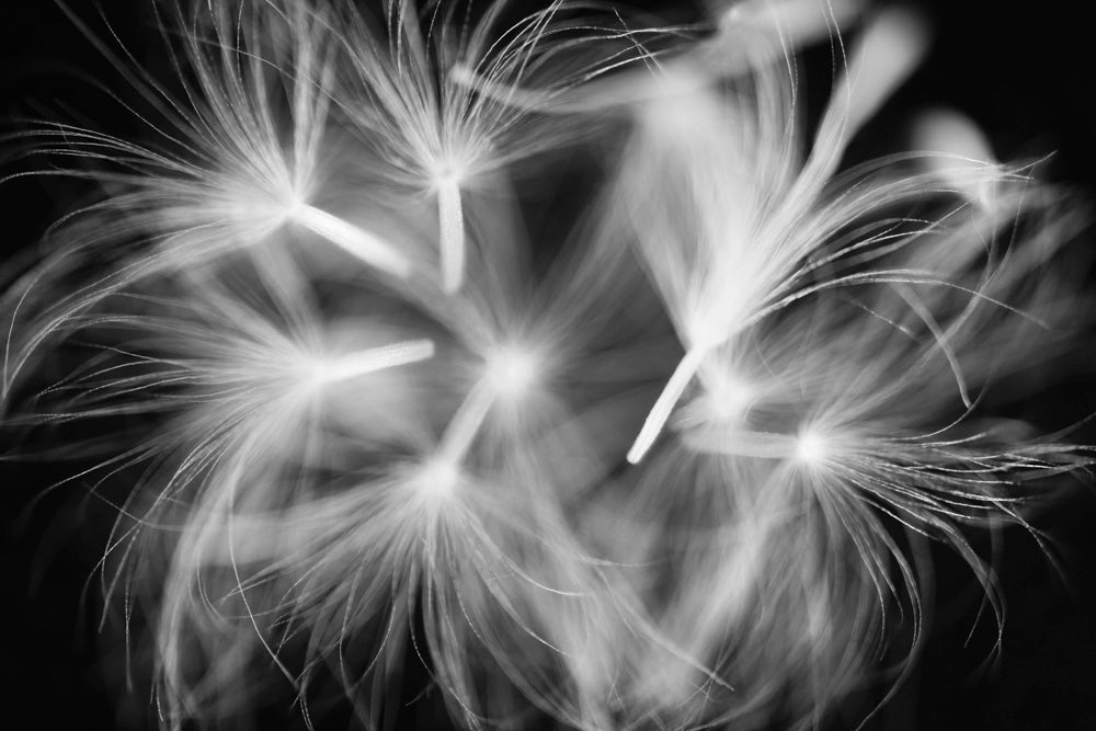 Black and white photo of dandelion seeds in mid flight.