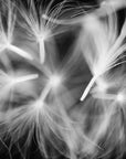 Black and white photo of dandelion seeds in mid flight.