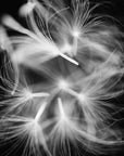 A black and white photo of dandelion seeds captured in mid-flight.