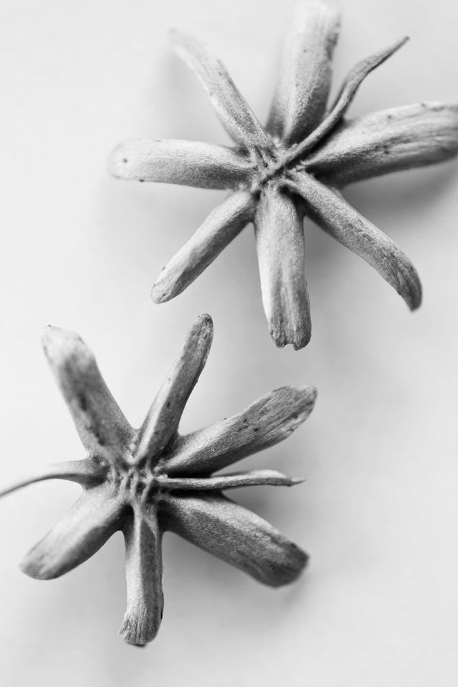 Black and white photograph of two seed pods.