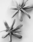 Black and white photograph of two seed pods.