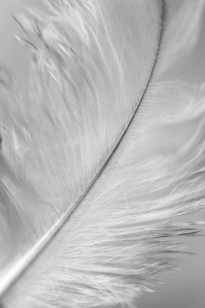 Close-up black and white photo of a delicate single white feather.