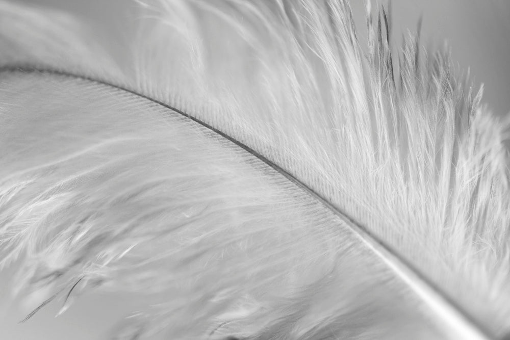 Black and white artwork of a soft white feather with black tips.