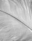 Black and white artwork of a soft white feather with black tips.