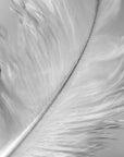 Close-up black and white photo of a delicate single white feather.