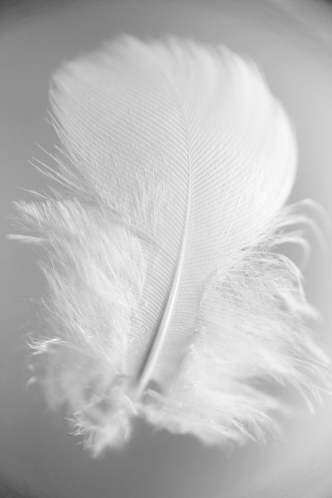 Monochromatic photograph of the close-up details of a single white baby feather.