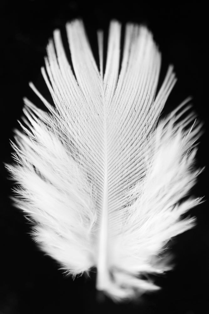 Black and white photograph of a white feather.