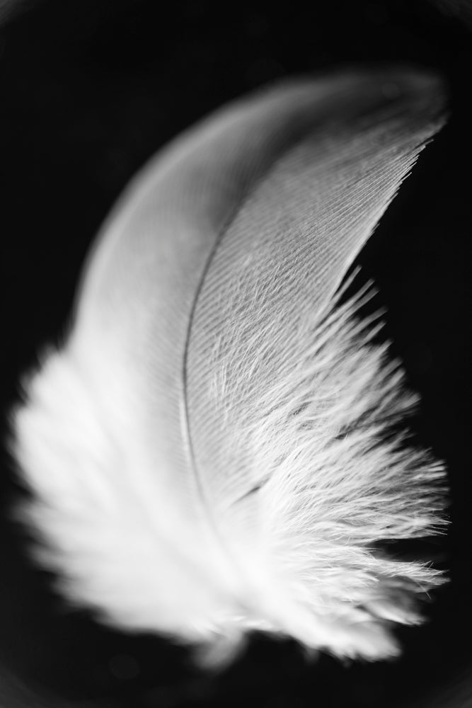 Black and white photograph of a white feather.