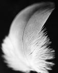 Black and white photograph of a white feather.