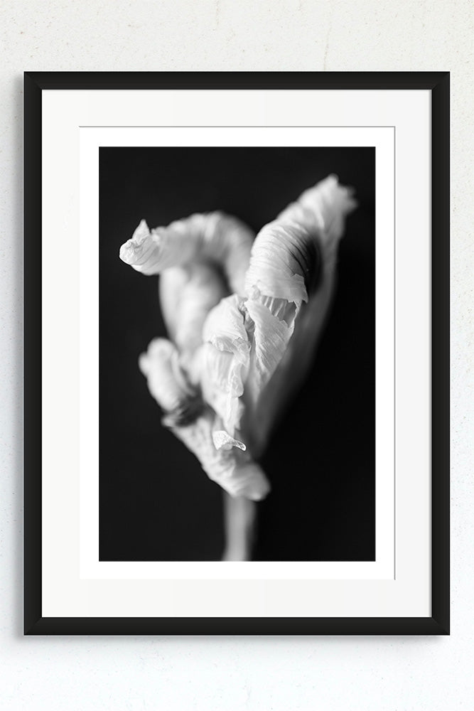 Black and white photograph of a Fortnight Lily in a frame.