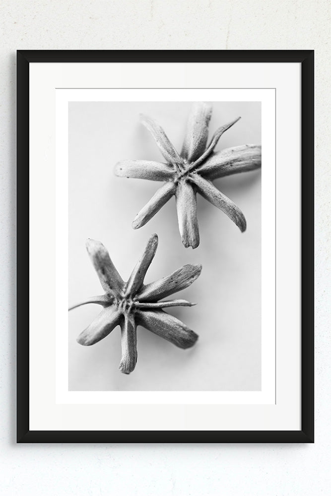 Black and white photograph of two seed pods in a black frame.