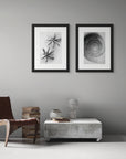 Seed pods, & a snail shell framed photographs hanging side-by-side on a wall in a minimalist living space.