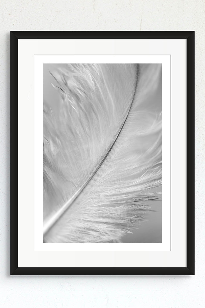 Framed macro black and white photo of a single white feather.