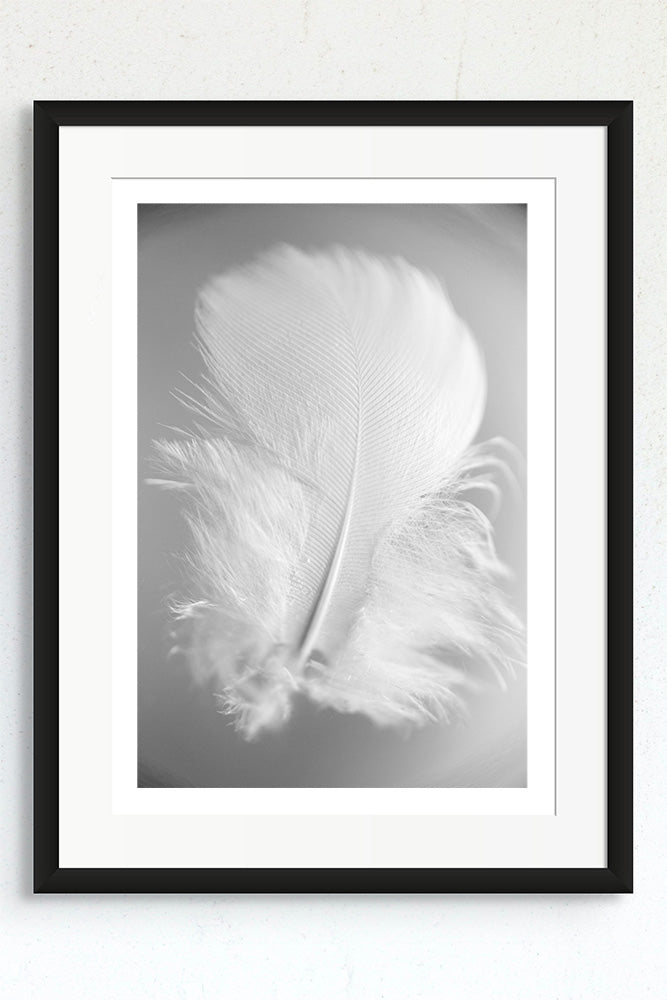 Framed Hope feather monochrome photograph.