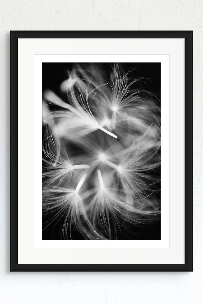 Framed photograph of dandelion seeds in mid flight.