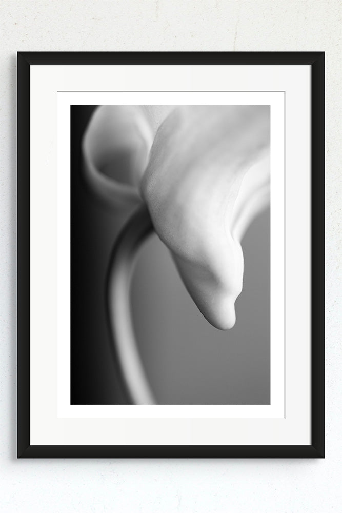 Framed black and white photograph of a Dendrobium Orchid flower.