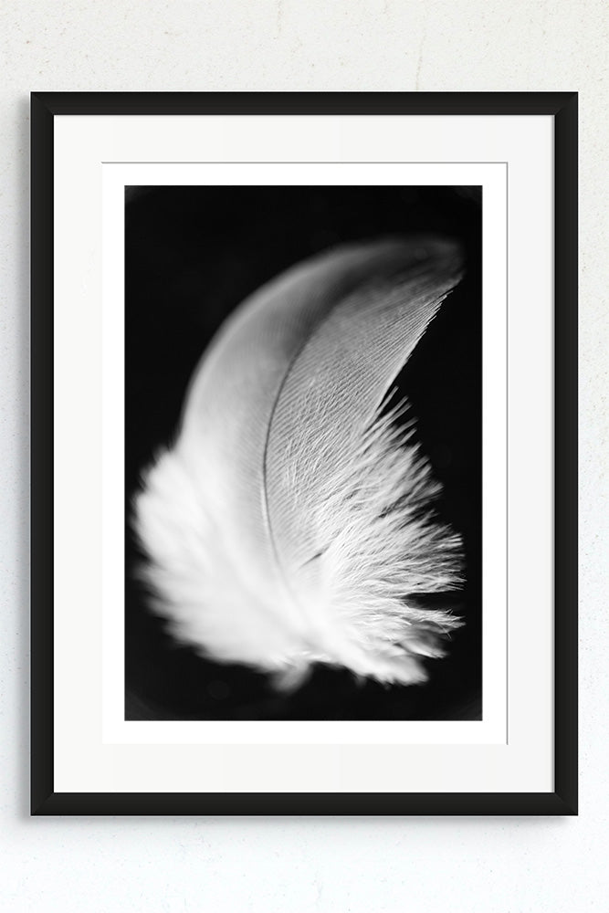 Framed photograph of a white feather on a black background.