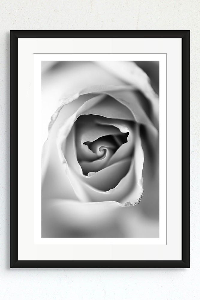 Single Rose petals black and white artwork in a frame.