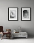 Two framed black and white photos of snail shells hanging on a wall.