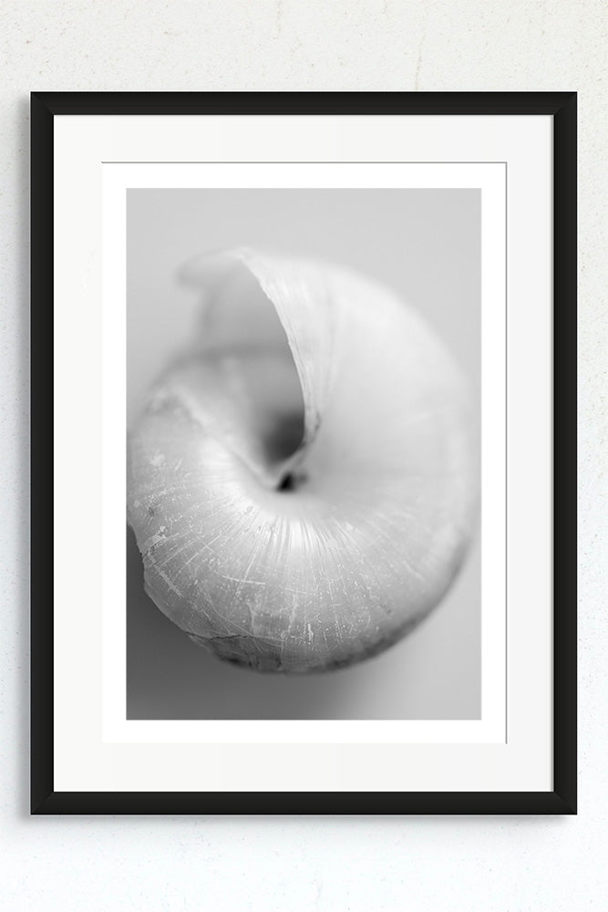 Monochrome snail shell macro photograph in a frame.