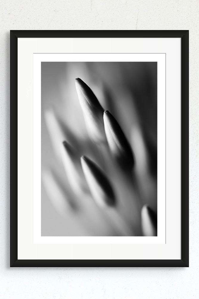 Framed black &amp; white photograph of a cluster of Ixora flower buds.