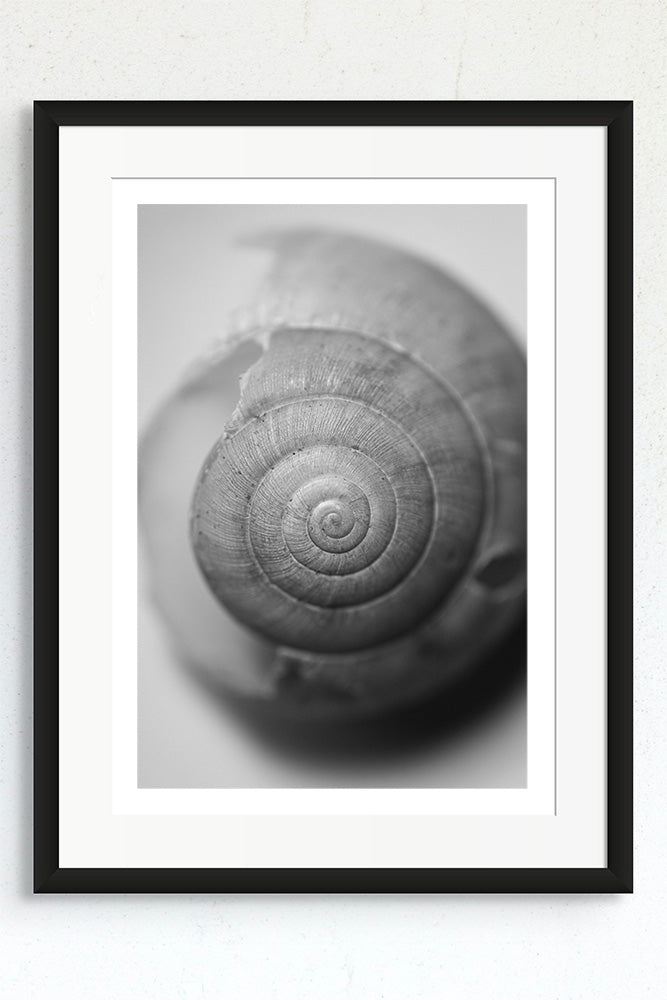 Framed black and white photo of an empty garden snail shell.